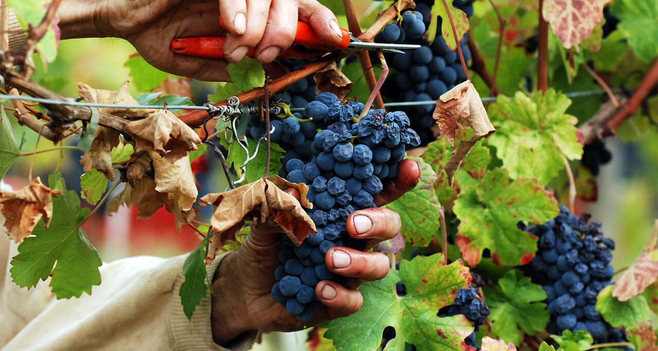 Copia di img-vendemmia.x55357